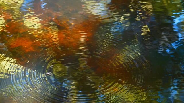Water Strider Concentric Water Ripples on Forest Pond &mdash; Sky and Canopy Reflections, Macro Surface Tension, Abstract Aquatic Nature Background