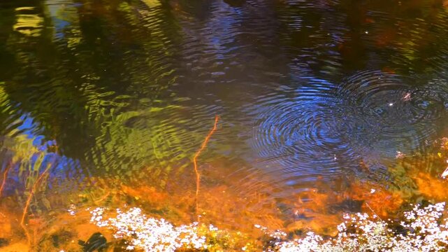 Water Striders on Pond Surface &mdash; Concentric Ripples, Sunlit Forest Reflection, Macro Aquatic Insect Movement