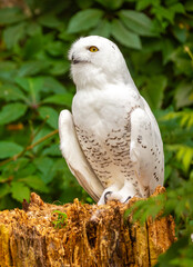 Obraz premium Snowy owl close-up. A beautiful snowy owl sits against a backdrop of green leaves. White owl on a green background.