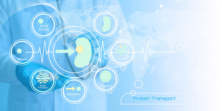 Illustration of cellular protein transport process with key stages like entry secretion and targeting