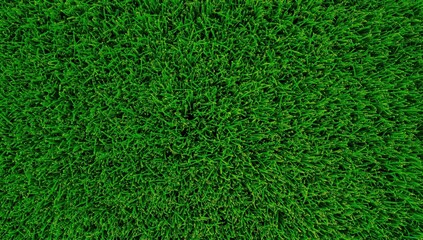Fototapeta premium An elevated close-up of a lush green lawn featuring thick, healthy grass, perfect for a seamless natural backdrop or texture.
