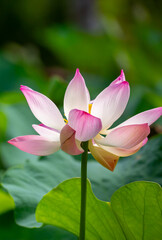 Fototapeta premium Lotus pond. Water lily close up. Sacred lotus flower in Buddhism. Calmness and tranquility. Spa treatments, yoga, meditation. Tropical nature.