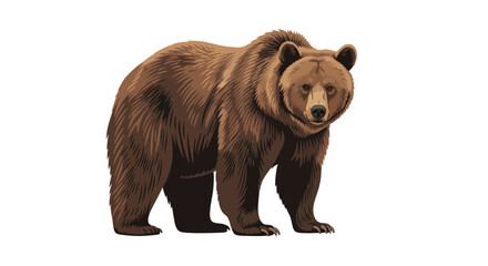 Brown Bear Standing Full Body Isolated White Background Wildlife Illustration © zebra