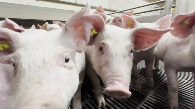 duroc pigs