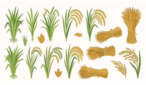 Rice Plant Growth Stages and Harvest Illustration Collection for Agriculture Design