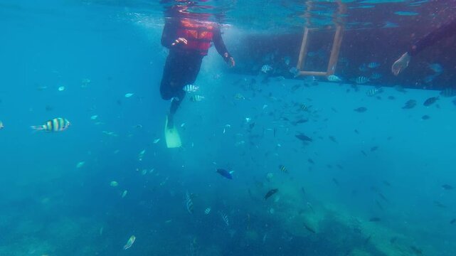 Snorkeler in life jacket swimming among tropical fish under a boat ladder in clear ocean. Snorkeling in the open sea