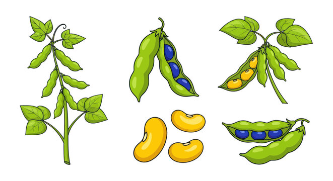 Soybean Plant, Pods, and Beans - Healthy Food Ingredient