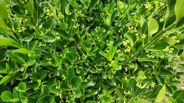 Japanese euonymus (Euonymus japonicus), also known as spindle tree, is an evergreen ornamental shrub with glossy dark green leaves and dense branching, widely used in landscaping and hedge design.
