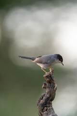 Fototapeta premium Sardinian warbler (Curruca melanocephala) photographed in Spain
