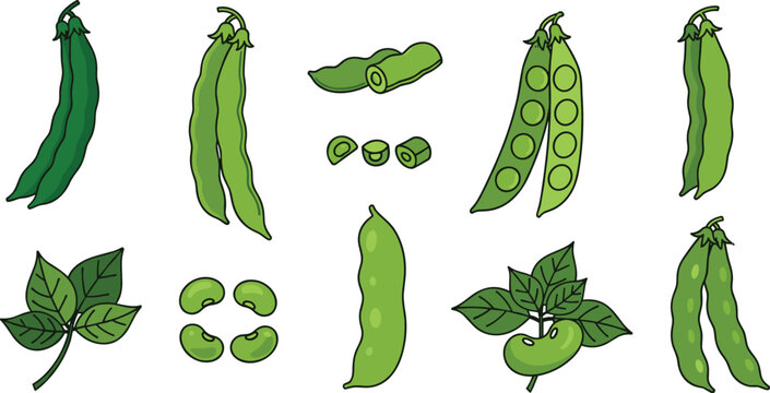 Fresh Green Beans and Peas Vector Illustration Set with Pods Slices Seeds and Leaves for Food Design