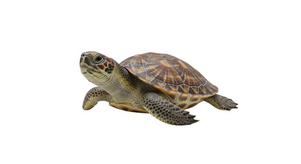 Obraz premium Turtle on white background, isolated PNG reptile