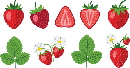 Fresh Strawberry Vector Illustration Set with Whole Berries Halves Slices Green Leaves and Flowers for Food Design © Firoz