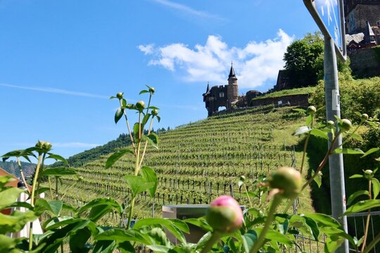 Colorful autumn vineyards surround the beautiful village of Cochem in the Moselle Valley, creating a vibrant and romantic German landscape.