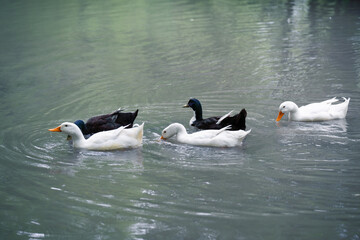 Fototapeta premium A horizontal side view of a group of domestic white Pekin ducks and dark mallard ducks swimming together on the calm grey water surface of a lake or pond. 