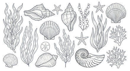 Collection of various sea shells ocean. © alam