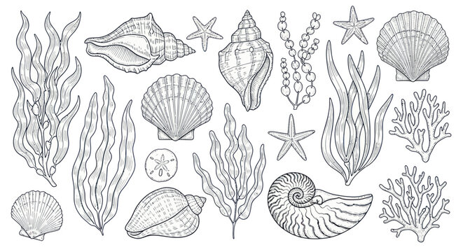 Collection of various sea shells ocean.