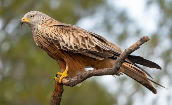 Red kite (Milvus milvus) photographed in Spain