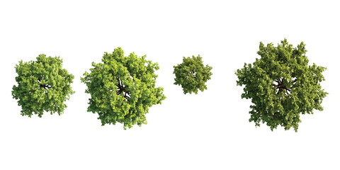 Set of four green trees viewed from above for architectural landscape design Vector, illustration © md
