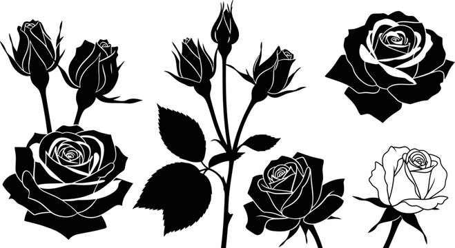 Black and white rose flower designs.