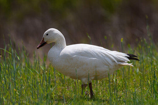 Adult Snow goose feeding in a grassy field in spring. They are native to North America and are among the most abundant waterfowl on the continent. 



