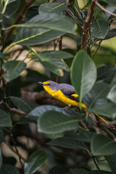 orange minivet female (Pericrocotus flammeus)
a brightly colored bird in the cuckooshrike family, Campephagidae.
