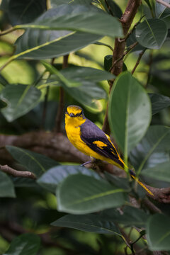 orange minivet female (Pericrocotus flammeus)
a brightly colored bird in the cuckooshrike family, Campephagidae.