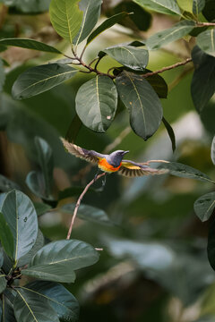 orange minivet male (Pericrocotus flammeus)
a brightly colored bird in the cuckooshrike family, Campephagidae.
