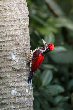 Red-backed flameback (Dinopium psarodes)
Sri Lanka red-backed woodpecker or Ceylon red-backed woodpecker