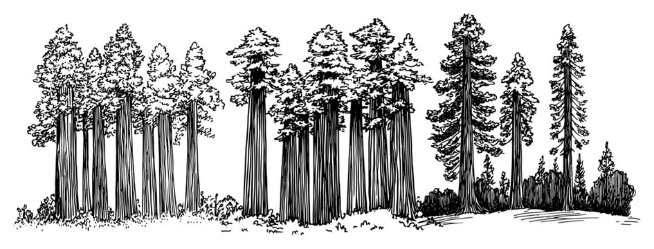 Panoramic coniferous forest with tall redwood trees in hand drawn engraving style