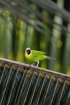 Jerdon's leafbird (Chloropsis jerdoni)
This Sri Lankan bird is a subspecies of the blue-winged leafbird