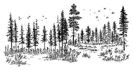 Coniferous pine forest landscape with tall trees in hand drawn line art style © Kaz