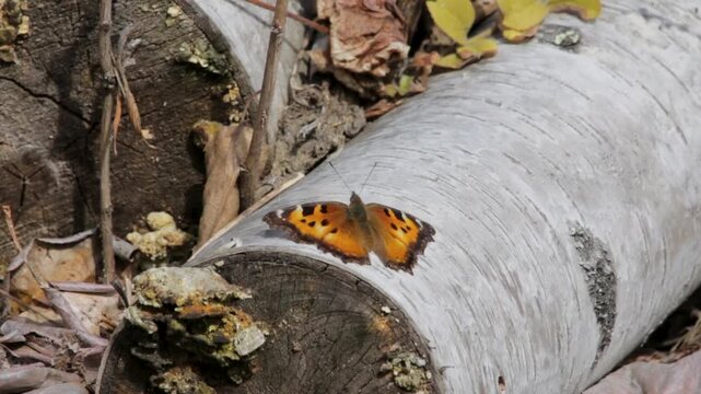 California tortoiseshell (Nymphalis californica) butterfly on a fallen tree