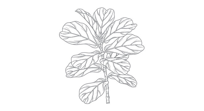basil plant leaves