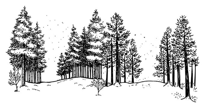 Evergreen pine forest landscape with spruce trees vector sketch in engraving style