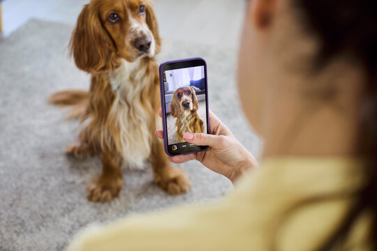 Woman takes dog photo with smartphone at home. Friendly spaniel sits on rug as owner makes an indoor pet portrait for social media, ads and sites. Warm connection between owner and pet.