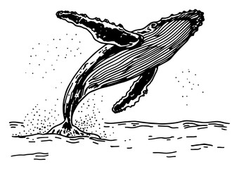 Humpback whale jumping out of ocean water vintage engraving style © Kaz