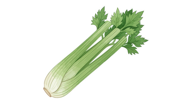 Fresh green celery stalk vegetable 1.