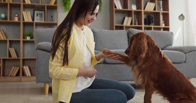 Woman dog training at home shows obedience. Owner guides a spaniel to give paw on command using treats and calm interaction in a cozy living room. Clear concept of obedience dog training.