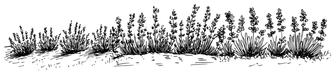 Lavender field plants and wild herbs in vintage hand drawn style © Kaz