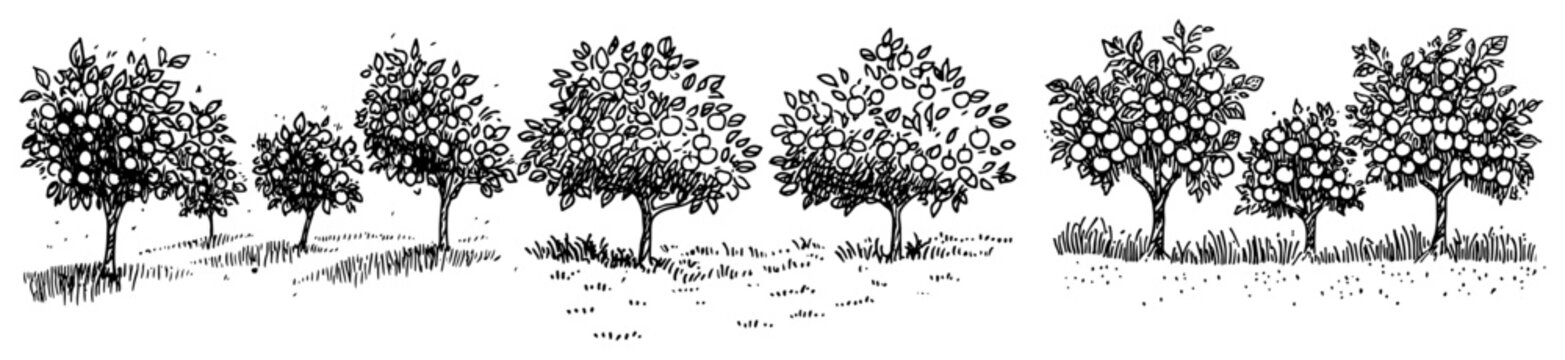 Fruit tree orchard and citrus grove rows in hand drawn sketch style