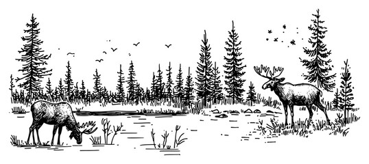 Moose grazing in a pine forest wilderness landscape vintage engraving © Kaz