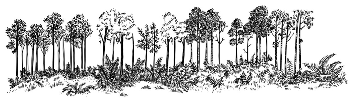 Pine forest landscape panorama with conifers and ferns hand drawn vintage ink sketch