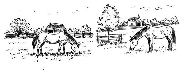Horse grazing in a meadow with farmhouse and barn vintage sketch © Kaz