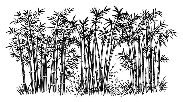 Bamboo forest with dense stalks and leaves in traditional botanical engraving style