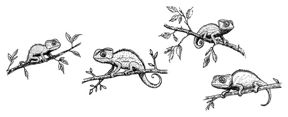 Chameleons sitting on tree branches collection in hand drawn engraving style © Kaz