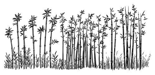 Bamboo stalks in dense forest landscape panorama hand drawn vintage ink sketch © Kaz