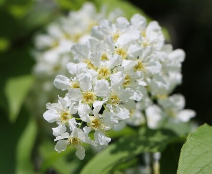 Beautiful white flowers of Prunus padus (bird cherry, Mayday tree, hackberry)