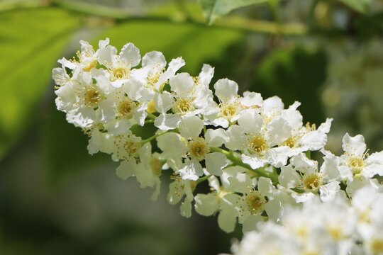 Prunus padus (bird cherry, Mayday tree, hackberry) blooming in the wild