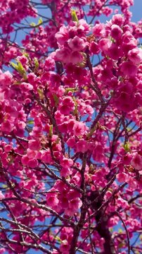 Cerejeiras em flor em Curitiba, Paran&aacute;, Brasil
| Cherry Blossoms in Curitiba, Paran&aacute;, Brazil