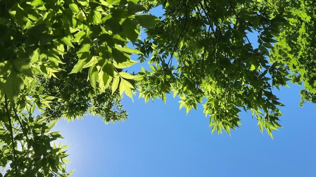 Green leaves against blue sky.